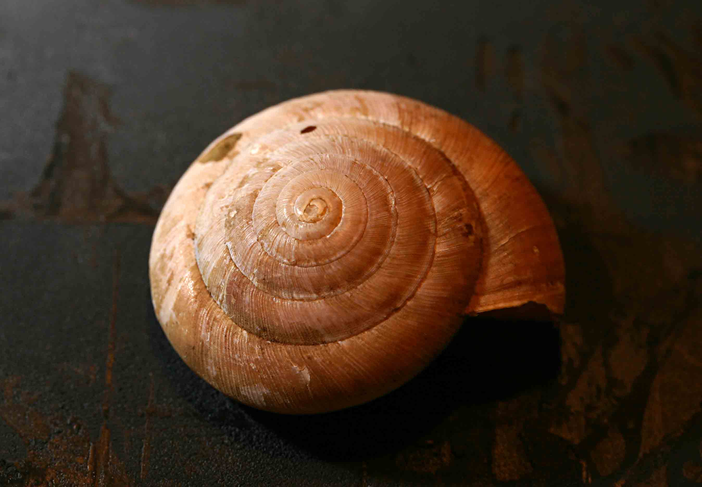 Esemplare abruzzese